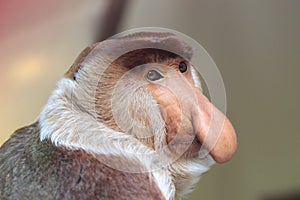 Proboscis monkey