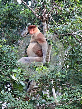 Proboscis Monkey