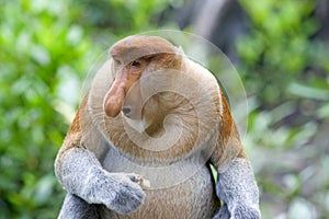 Proboscis monkey img