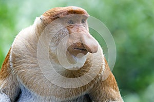 Proboscis monkey photo