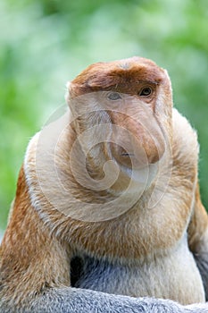 Proboscis monkey