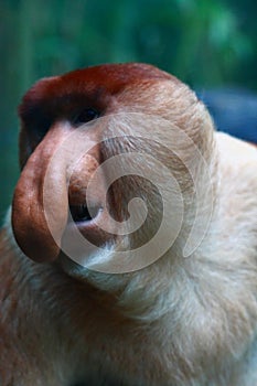 Proboscis Monkey