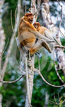 Proboscis monkey baby milking its mother`s breast milk.