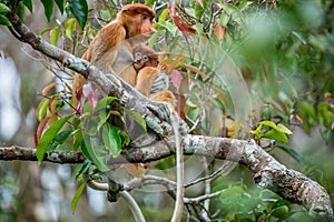 Proboscis monkey baby sucks its mother`s breast milk.