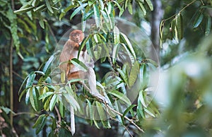 Proboscis monkey in Bako National Park, Borneo photo