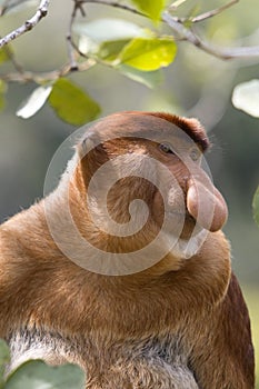 Proboscis monkey, Borneo