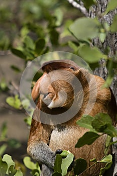 Proboscis monkey, Borneo