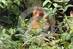 Proboscis monkey in borneo jungle