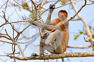 Proboscis monkey in borneo jungle