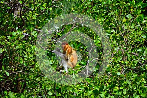 Proboscis monkey, Borneo, Malaysia
