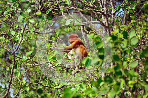 Proboscis monkey, Borneo, Malaysia