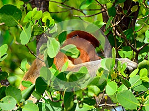 Proboscis monkey, Borneo, Malaysia