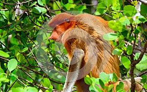 Proboscis monkey, Borneo, Malaysia