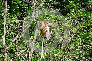 Proboscis monkey, Borneo, Malaysia