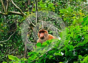 Proboscis monkey, Borneo, Malaysia