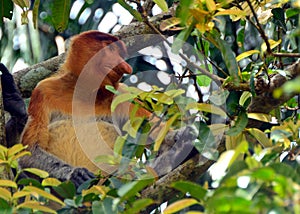 Proboscis monkey, Borneo, Malaysia