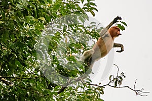 Proboscis monkey captured leaping out of a tree