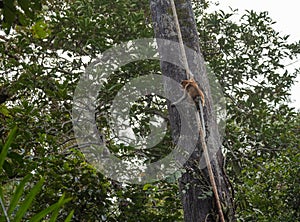 Proboscis Monkey climbing on tree in Bako national park, Borneo, Malaysia