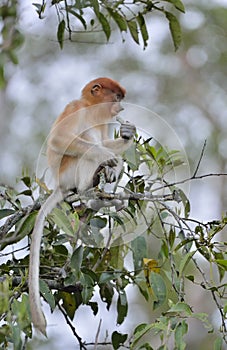 Proboscis Monkey cub sitting on a tree in the wild green rainforest on Borneo Island. The proboscis monkey Nasalis larvatus or l