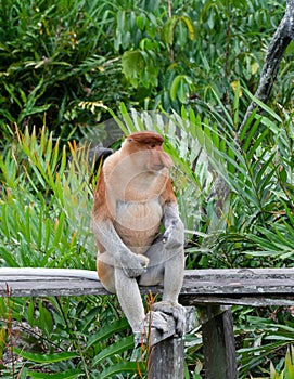Proboscis Monkey eats food in Borneo, Sandakan, Malaysia