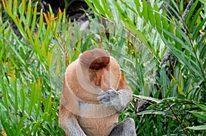 Proboscis Monkey eats food in Borneo, Sandakan, Malaysia