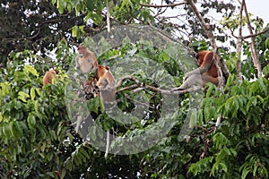 Proboscis Monkey Family