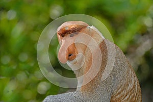 Proboscis monkey photo