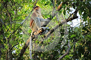 Proboscis monkey in a tree