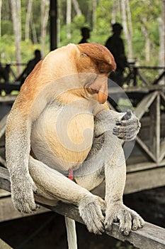 Proboscis monkey.