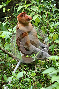 Proboscis monkey looking up