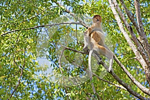 Proboscis monkey photo