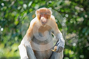 Proboscis Monkey or Nasalis larvatus
