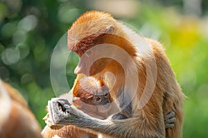 Proboscis Monkey or Nasalis larvatus