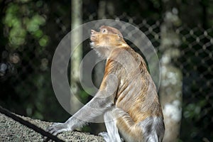 proboscis monkey or Nasalis larvatus