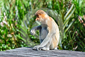 The proboscis monkey (Nasalis larvatus)