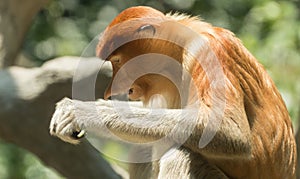 Proboscis monkey (Nasalis larvatus) in Bako National Park, Sarawak, Borneo