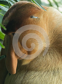 Proboscis monkey (Nasalis larvatus) in Bako National Park, Sarawak, Borneo