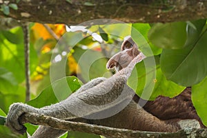 Proboscis monkey (Nasalis larvatus) in Bako National Park, Sarawak, Borneo