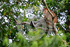 Proboscis Monkey - Nasalis larvatus, beautiful unique primate with large nose endemic to mangrove forests