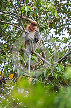 Proboscis Monkey - Nasalis larvatus, beautiful unique primate with large nose endemic to mangrove forests photo