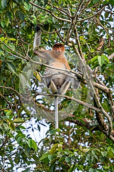 Proboscis Monkey - Nasalis larvatus, beautiful unique primate with large nose endemic to mangrove forests photo