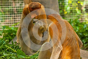 Proboscis Monkey Nasalis larvatus endemic of Borneo. Male portrait with a huge nose.