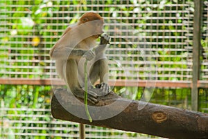 Proboscis Monkey Nasalis larvatus endemic of Borneo. Male portrait with a huge nose.