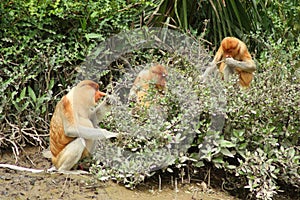 Proboscis monkey (Nasalis larvatus) family in natural habitat, Borneo