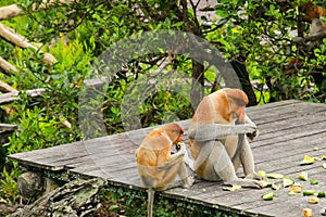 Proboscis monkey Nasalis larvatus during feeding time