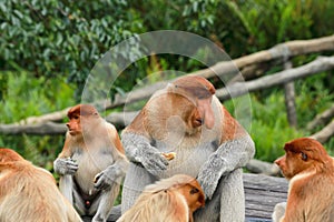 Proboscis monkey Nasalis larvatus during feeding time