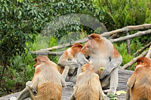 Proboscis monkey Nasalis larvatus during feeding time