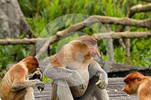 Proboscis monkey Nasalis larvatus during feeding time