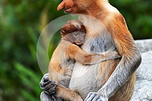 Proboscis Monkey Nasalis larvatus with infant baby