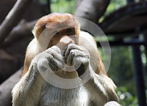 The proboscis monkey Nasalis larvatus or long-nosed monkey
